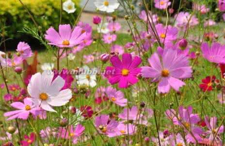 格桑花花语 格桑花花语 格桑花花语和传说