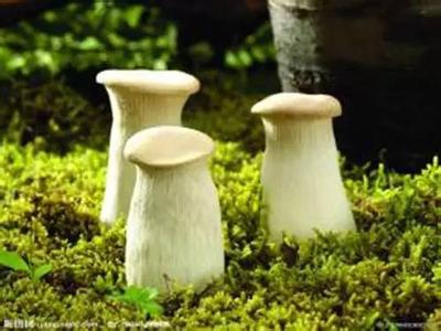 豌豆皮肤病 皮肤黑吃什么能变白?冬瓜、豌豆、蘑菇!