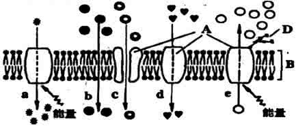 细胞膜的功能 细胞膜的功能 根据下图回答下面的问题:(1)图中反映的是细胞膜的________功能。(2)图中甲表示的是____