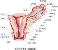 深入阴宅图解 图解深入：女性阴道里面都有啥？