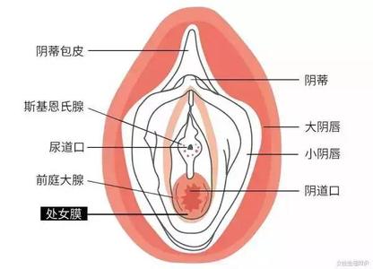 松树的外形特征和作用 处女膜外形的特征和主要的作用