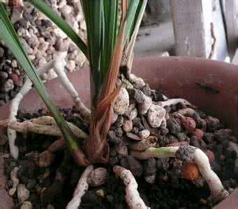 兰花翻盆 兰花的翻盆方法(组图)