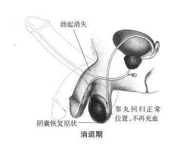 男性抽大麻后的性反应 揭：男女性器在性反应期的状态