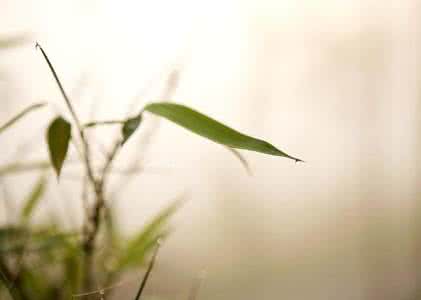 中国最出名禅意酒店 一张图：恬淡　禅意里开出的花