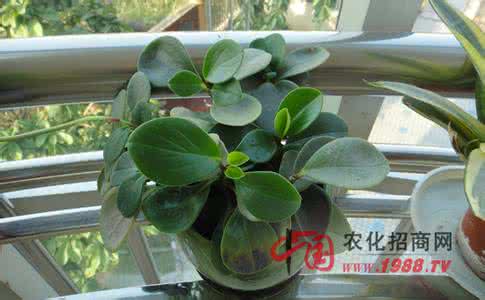 室内植物光照 光照和室内植物