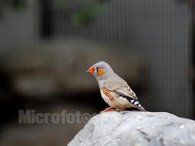 淡化咖啡斑小偏方 淡 化 雀 斑 的 偏 方！