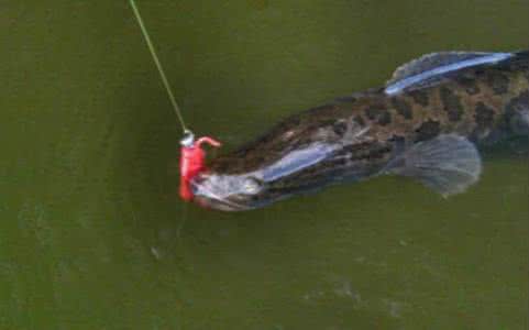 阴天可以路亚黑鱼 路亚钓黑鱼视频高清 阴天路亚黑鱼好钓吗?