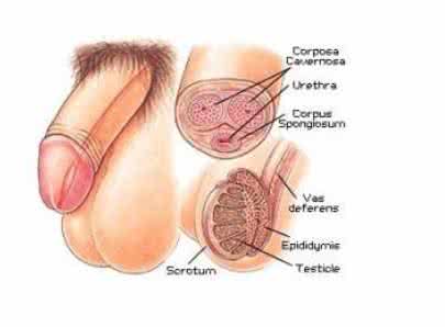 阴茎外皮有点红肿痒 阴茎皮肿了怎么办 还能性生活吗
