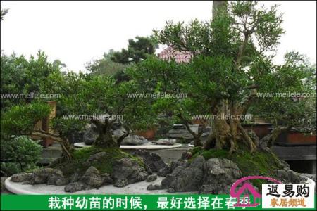 黄杨树移栽注意事项 黄杨树的种植方法