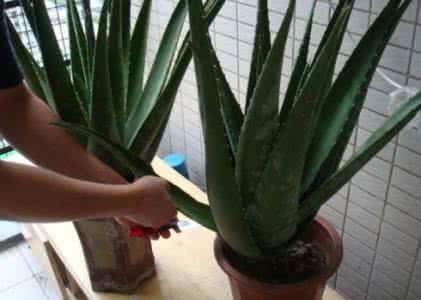 不要放弃希望 转载 永远不要放弃希望?芦荟可以治愈癌症