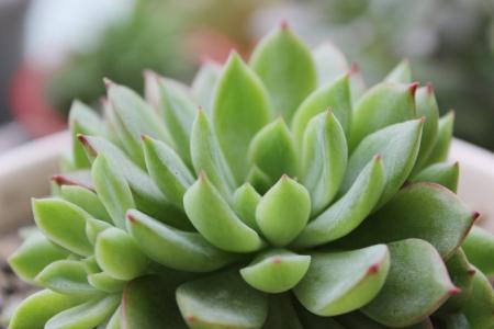 多肉需要浇水吗 从多肉状态判断是否需要浇水