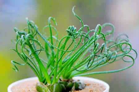 弹簧草养殖 卷发女郎弹簧草  弹簧草的介绍与养殖技巧