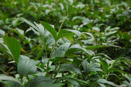 芍药根块种植方法 芍药种植 芍药种植方法