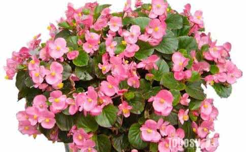 四季海棠怎么繁殖 四季海棠的养殖方法和注意事项