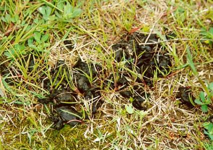 地皮菜多少钱一斤 地耳