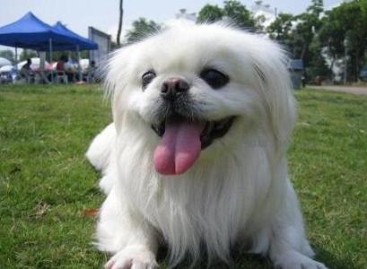 京巴幼犬怎么养 京巴犬好养吗_京巴犬的性格