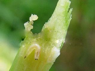 红高粱 高粱芒蝇