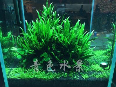 鱼缸水草腐烂 鱼缸水草腐烂 在秋季, 鱼缸、池中栽植水草, 常出现水草发黄、甚至腐烂该怎么处理呢！