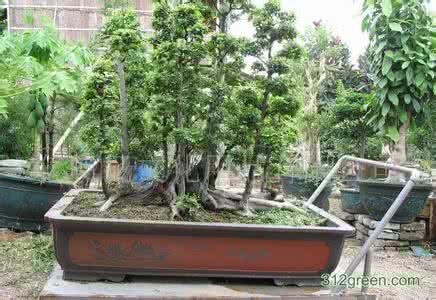 小盆景批发1到10元的 红豆树盆景