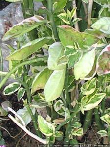 红雀珊瑚 红雀珊瑚养殖方法介绍