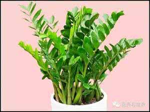 金钱树黄叶怎么办 常见绿植金钱树的养护介绍,黄叶怎么处理?