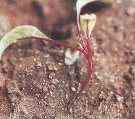 君达菜 药用植物君达菜果脚病