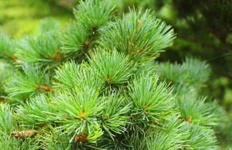 花青素对眼睛的作用 松针花青素对人体的作用