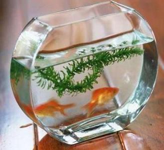 养金鱼的数量与财运 养鱼风水 数量计算及财运问题