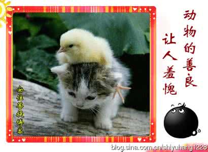 猎人利用动物的善良 善良的动物残忍的人