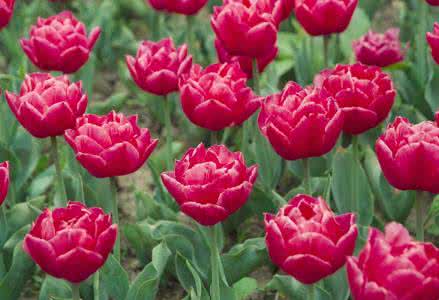 鲜花盛开的意思 鲜花盛开