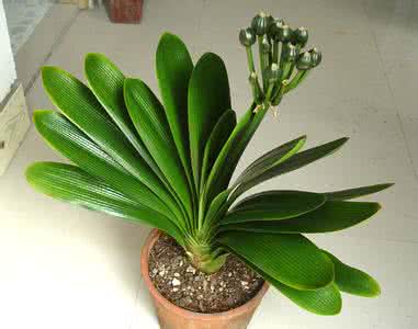 君子兰叶片矫正视频 养花经：养好君子兰 矫正要当先-头条网