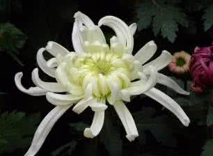 菊花象征着什么意义 菊花有什么象征意义