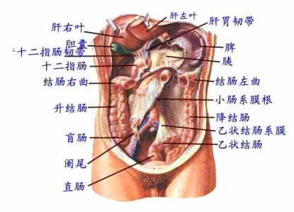 小肚子中间疼怎么回事 右边疼是怎么回事 肚子右边疼是什么原因