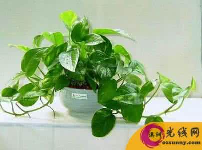 室内植物摆放风水禁忌 家居风水植物有哪些
