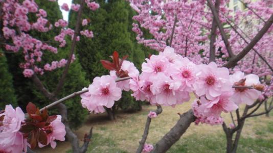梅花什么季节开花 梅花开花季节 梅花怎么才能四季开花