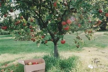 2016款束腰夏执勤服 束腰 给苹果树束腰