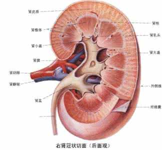 保护肾脏的方法 7大护肾方法有效延长寿命