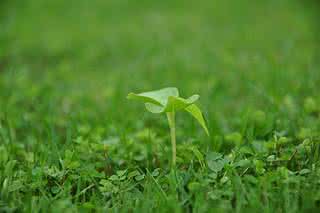 幸福就是内心的感受 幸福其实就是内心的宁静感