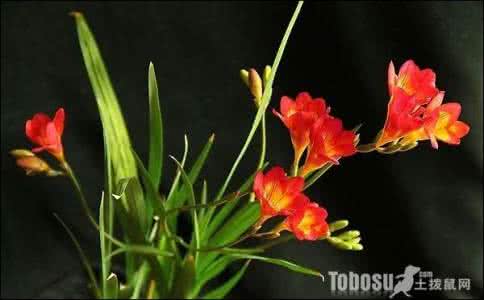 小苍兰的花语 小苍兰的养殖方法 小苍兰的花语 小苍兰的养殖方法