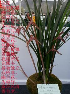 赞美兰花的诗句 【缘分倾情】★我赞美兰花，更赞美如兰花般的女人。