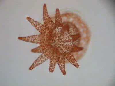 真兽亚纲 海鸡冠虫亚纲