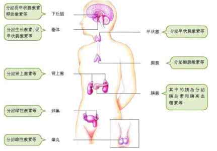 甲状腺激素分泌不足 甲状腺激素分泌不足 甲状腺是人体重要的内分泌腺，如果胎儿期甲状腺激素分泌不足，可能会引起的病症是（）A．呆小症B．侏儒症
