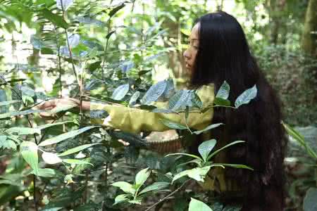 热带雨林动物 物道|还好老天派他们来种雨林，我们是幸运的