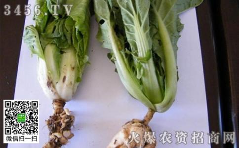 大白菜怎么做好吃 大白菜根怎么做？