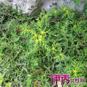 垂盆草治好乙肝病例 垂盆草治好乙肝病例 垂盆草乙肝可以吃吗?
