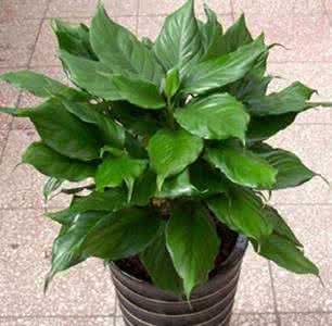 广东万年青养殖方法 万年青的养殖方法 万年青怎么养好 万年青的正确养殖方法