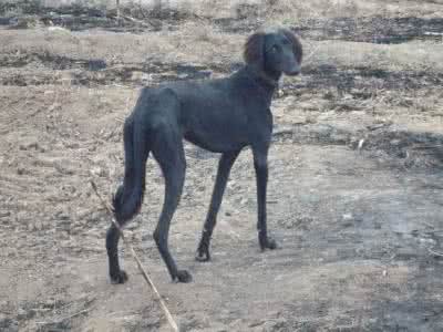 二郎神哮天犬 二郎神的狗是什么神犬 二郎神的哮天犬厉害吗