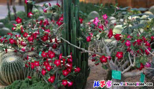 玫瑰花怎么插花好看 玫瑰花插花 【玫瑰花的养殖方法】如何延长插花的寿命