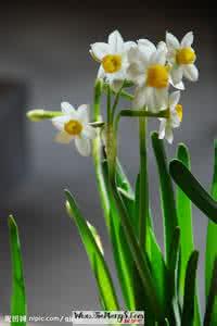 梦见水仙花开 梦见水仙花开 梦见水仙花