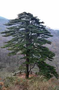 黄山团结松 【繪畫素材】黄山贺春-团结松